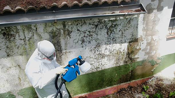 Top rated local Mold Inspection And Testing specialists in Newton Highlands, MA